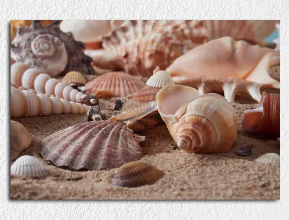 Deko-Leinwand Muscheln